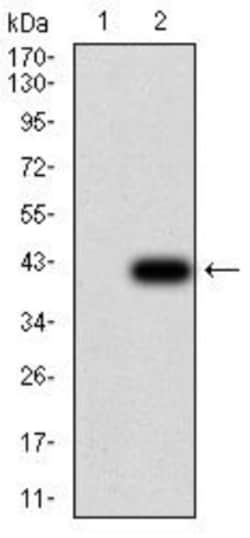 PLC-gamma 1 Antibody (3H1C10) - BSA Free, Novus Biologicals 0.1 mg | Buy Online | Novus Biologicals | Fisher Scientific